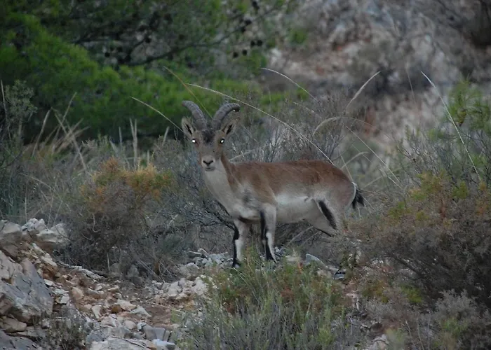 El Rinconcito De Rosa Ideal Parejas Nerja